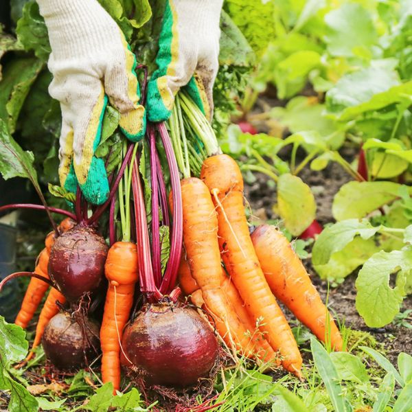 Harvest Time: Enjoying the Rewards of Your Garden
