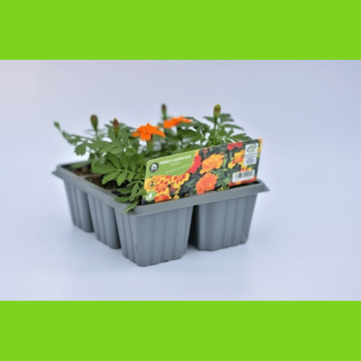French Marigold 6 Pack Mixed