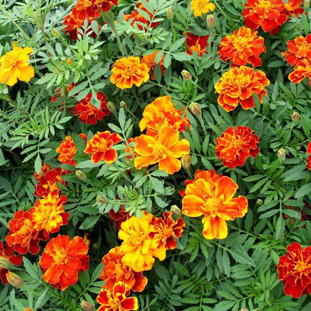 French Marigold 6 Pack Mixed
