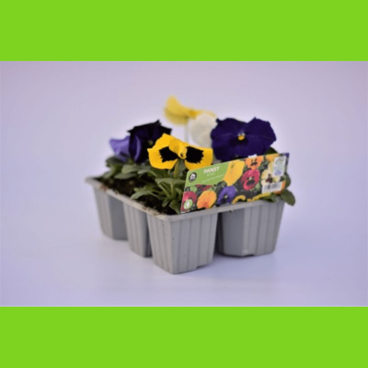Pansy 6 Pack Mixed Colours