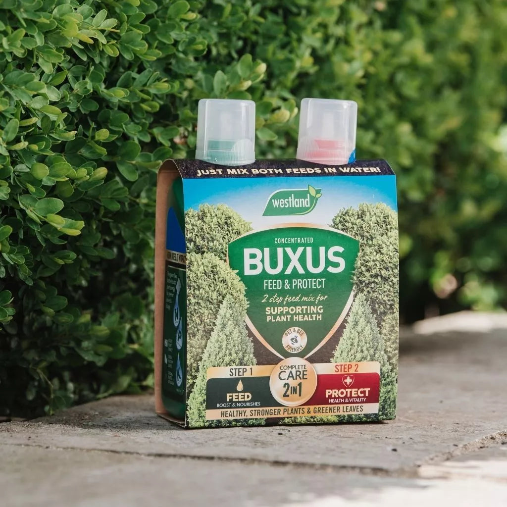 Westland Buxus 2 in 1 Feed & Protect