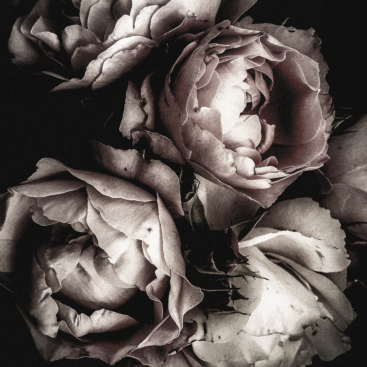 Rose, 15cmx15cm art block